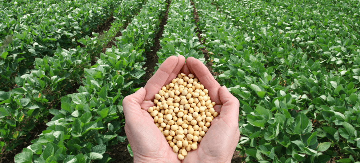 Dieta per la tiroide: la soia